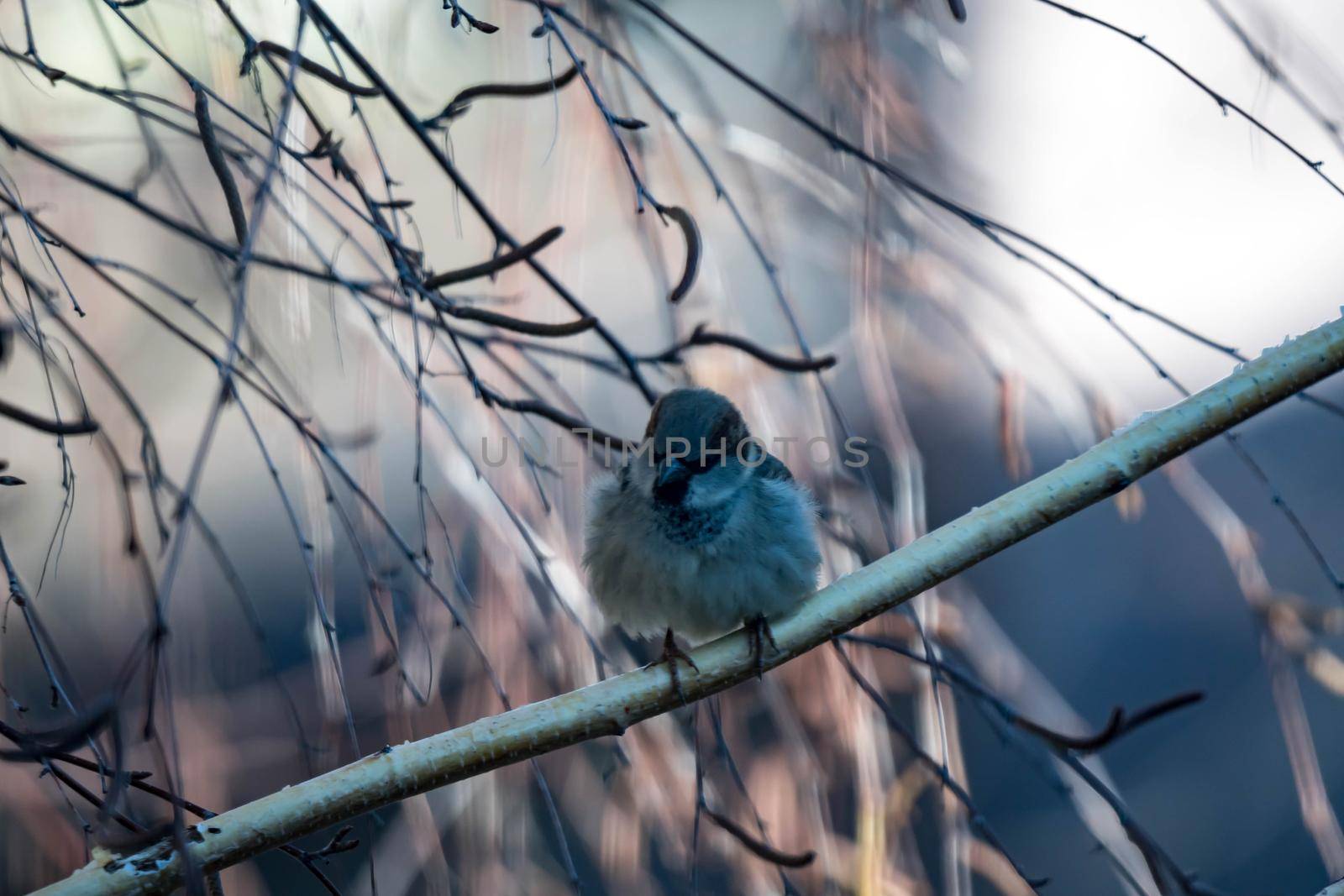 Female Purple Finch (Carpodacus purpureus) perched with a blue background