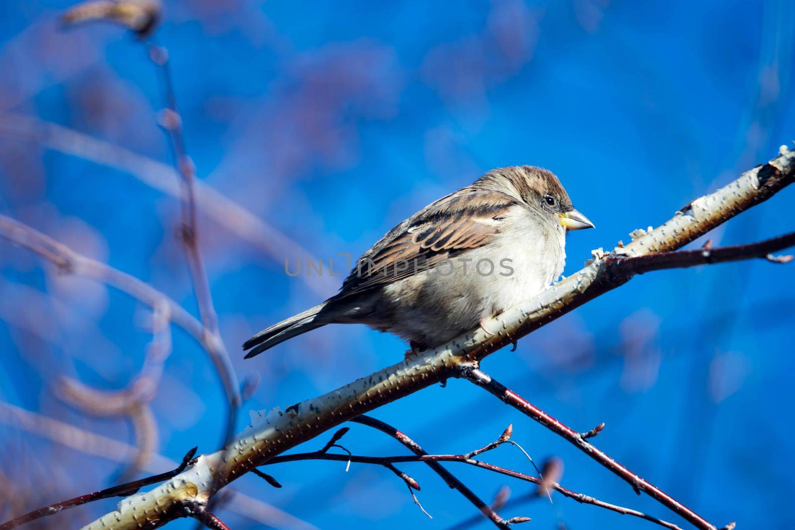 Female Purple Finch (Carpodacus purpureus) perched with a blue background