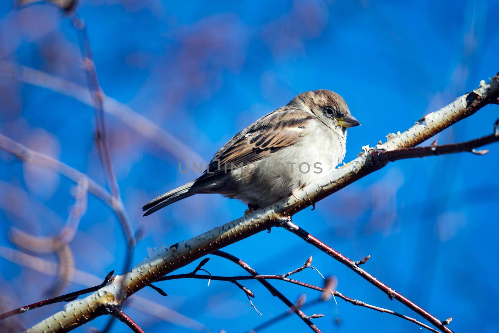 Female Purple Finch (Carpodacus purpureus) perched with a blue background