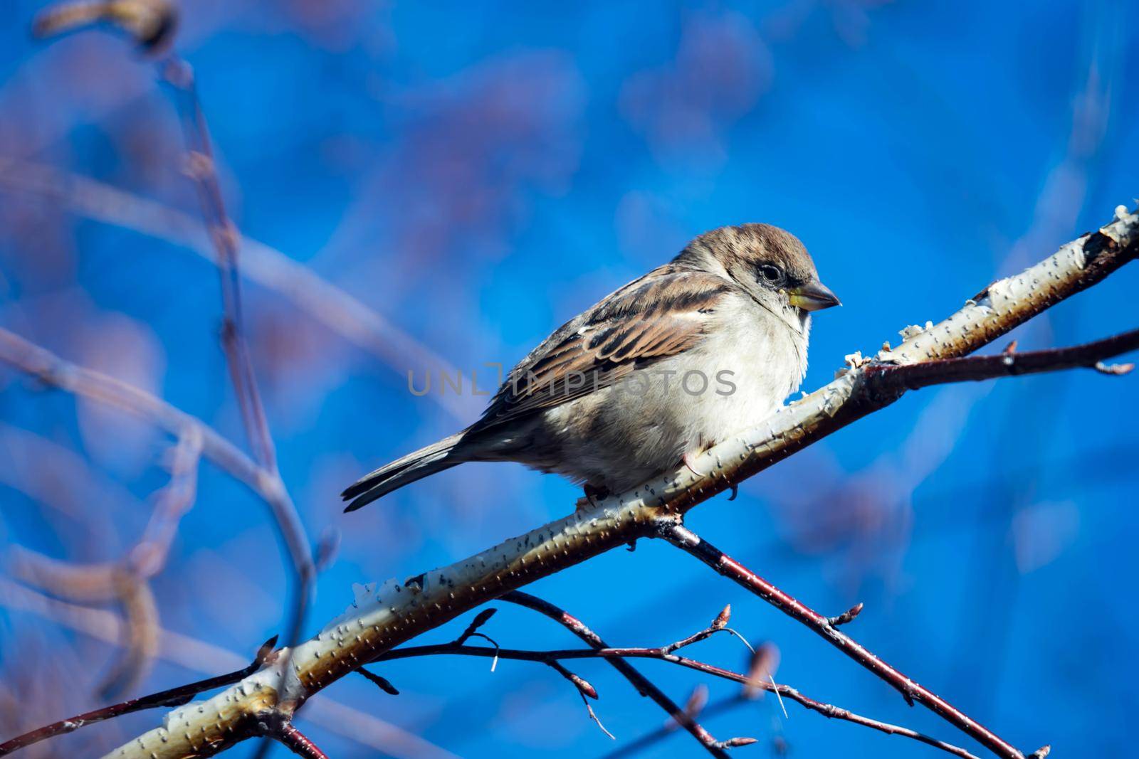 Female Purple Finch (Carpodacus purpureus) perched with a blue background