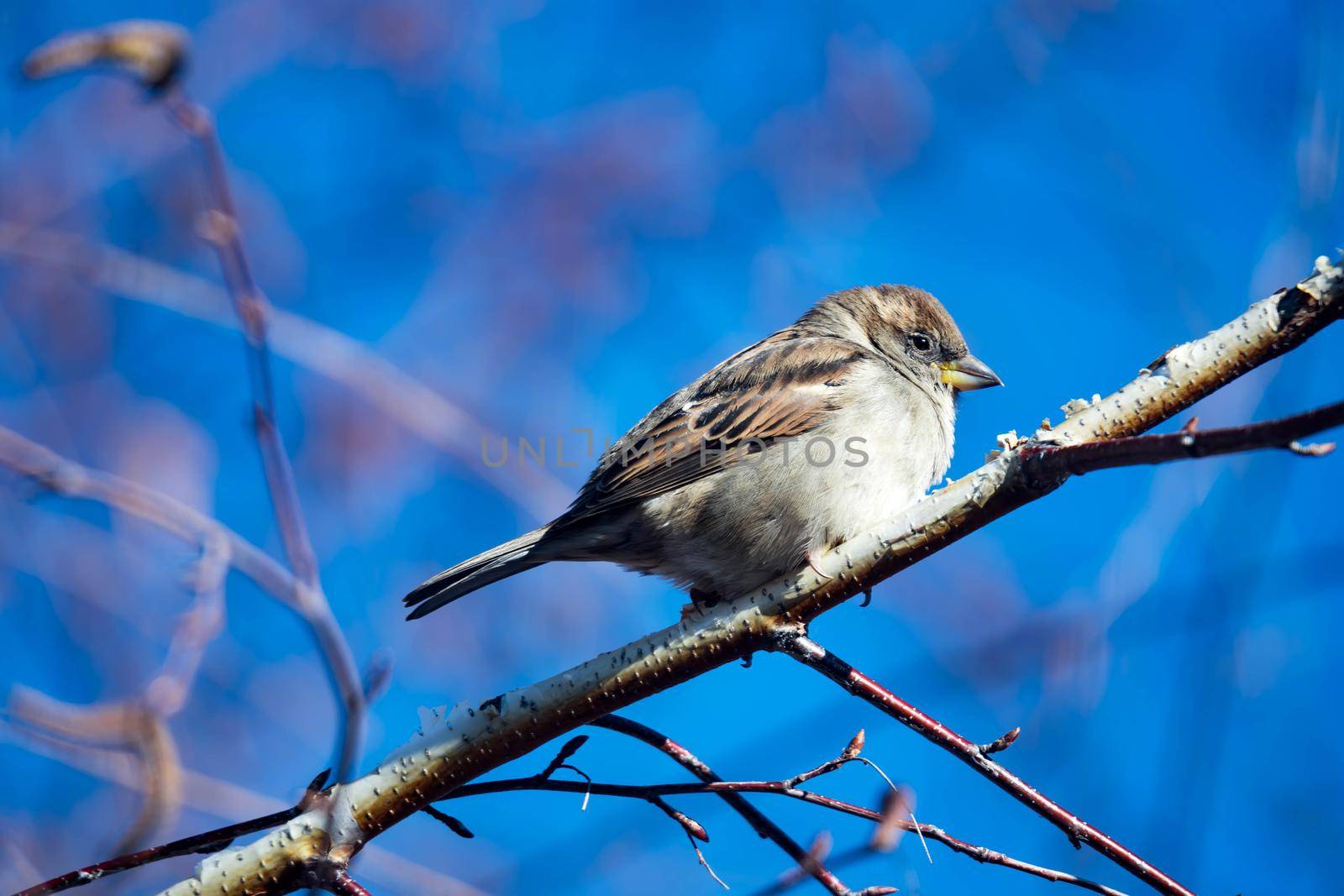 Female Purple Finch (Carpodacus purpureus) perched with a blue background