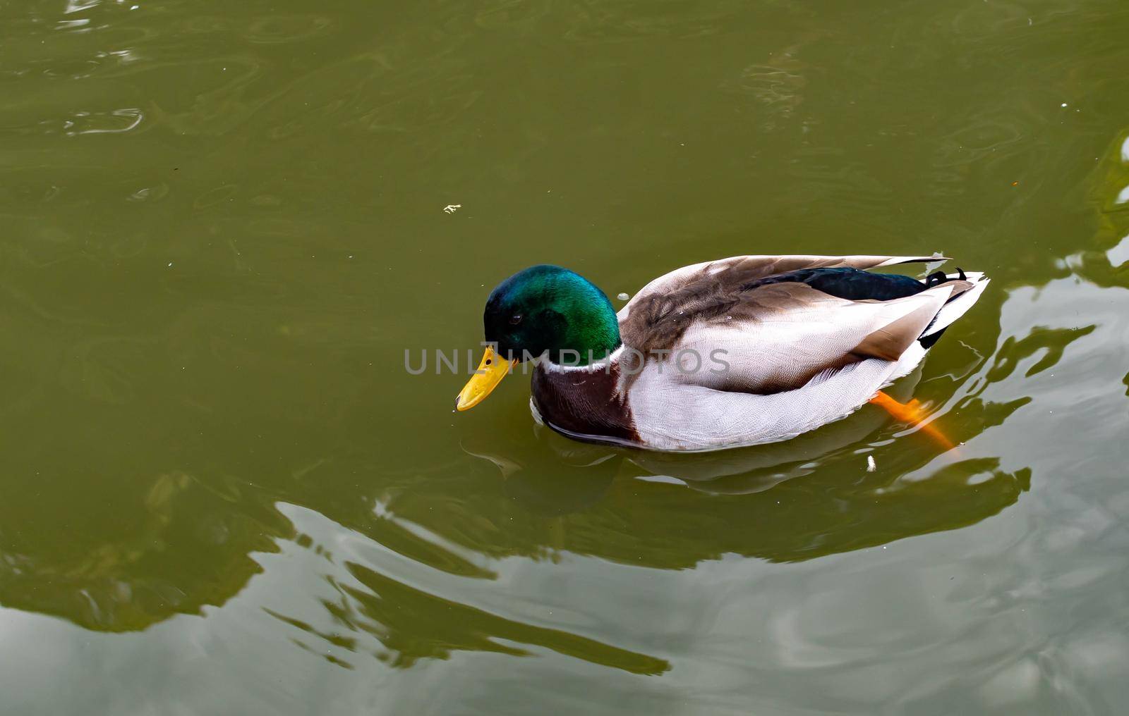 Mallard Duck bird while swimming on a pond looking for food