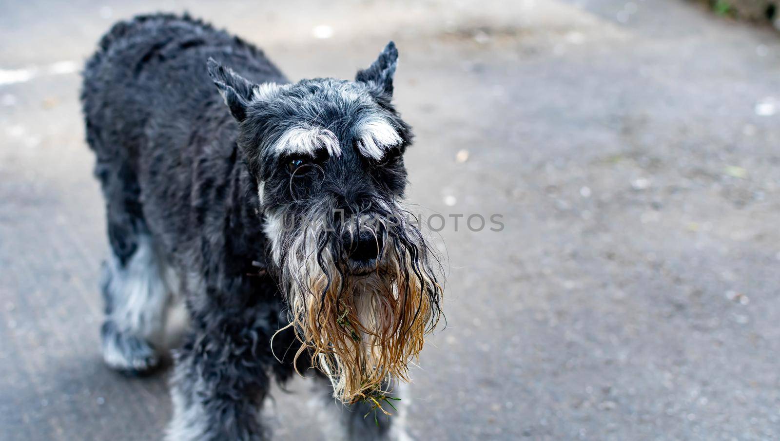 A cute Miniature Schnauzer with wet and dirty beard after playing in a pond with grass