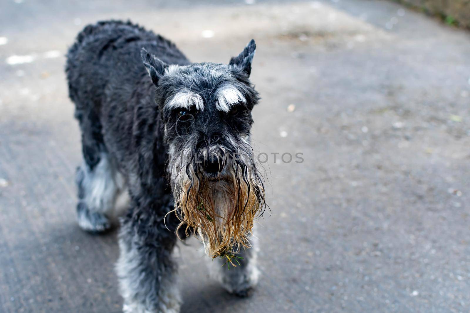 A cute Miniature Schnauzer with wet and dirty beard after playing in a pond with grass