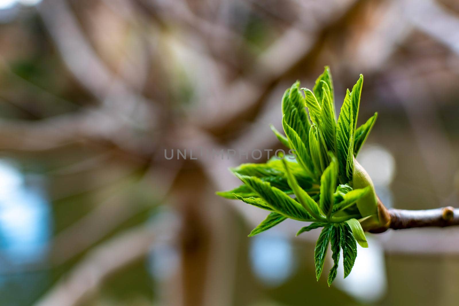 Macro shot of a beautiful leaf bud symbolizing life and new beginning