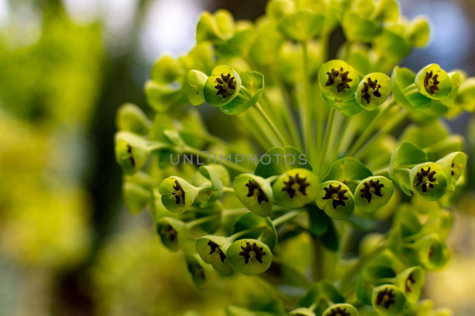 Macro shot of a beautiful Cypress Spurge (Euphorbia cyparissias) with blurry bokeh background