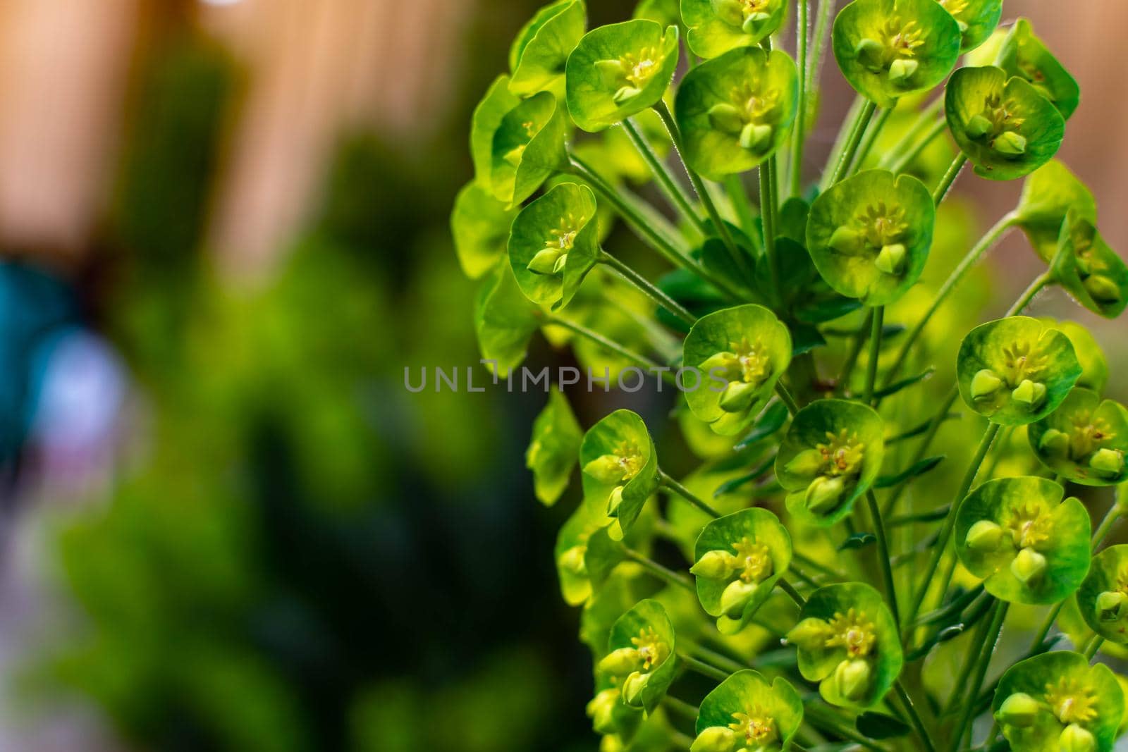 Macro shot of a beautiful Cypress Spurge (Euphorbia cyparissias) with blurry bokeh background