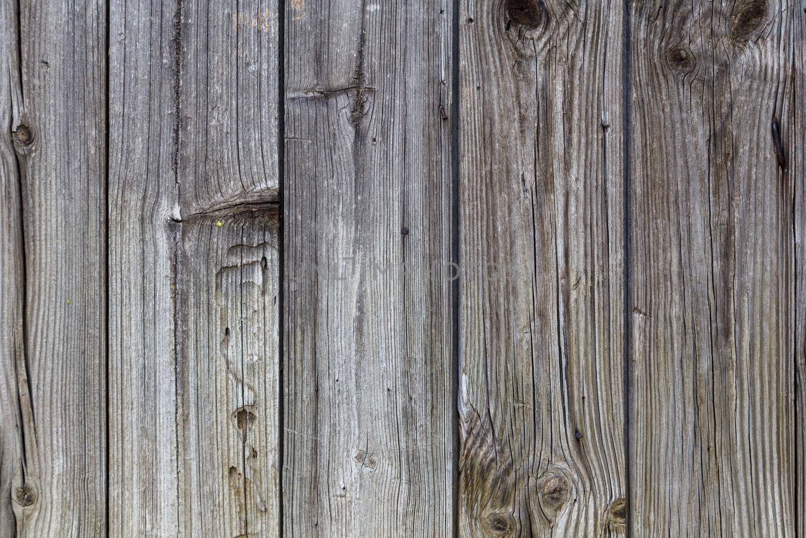 gray dry wooden planks wall suface texture and background.