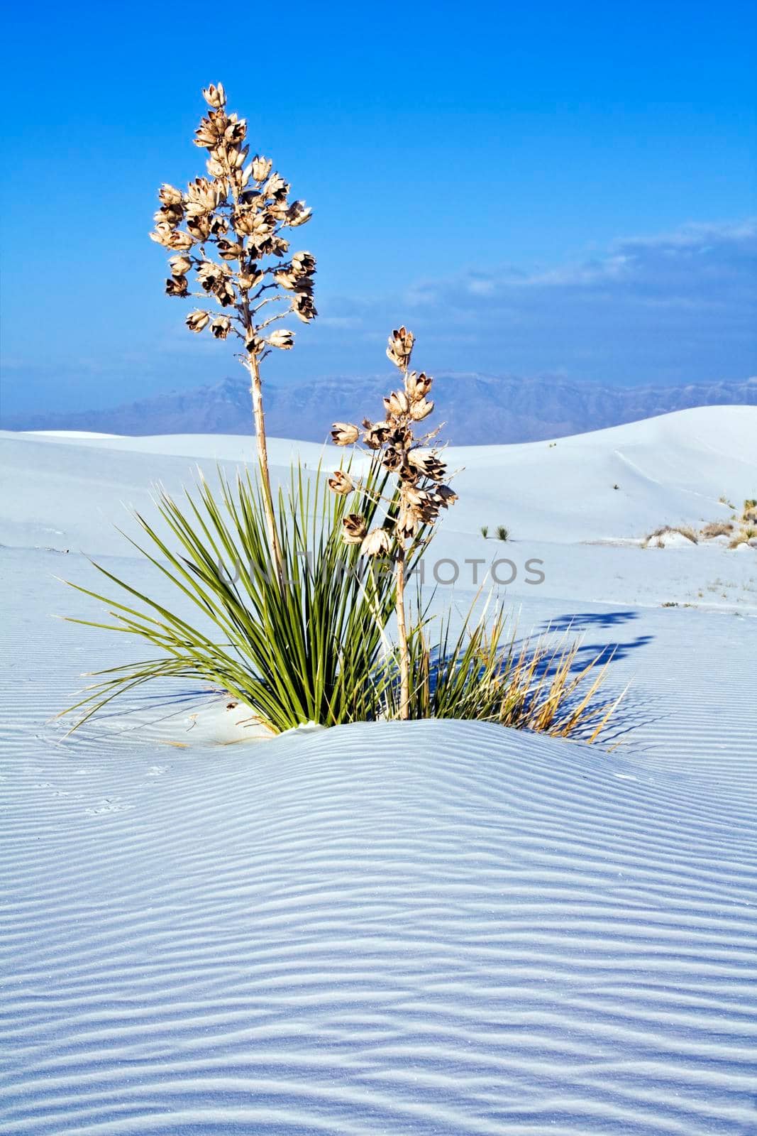Yucca in White Dunes National Monument. New Mexico, USA.