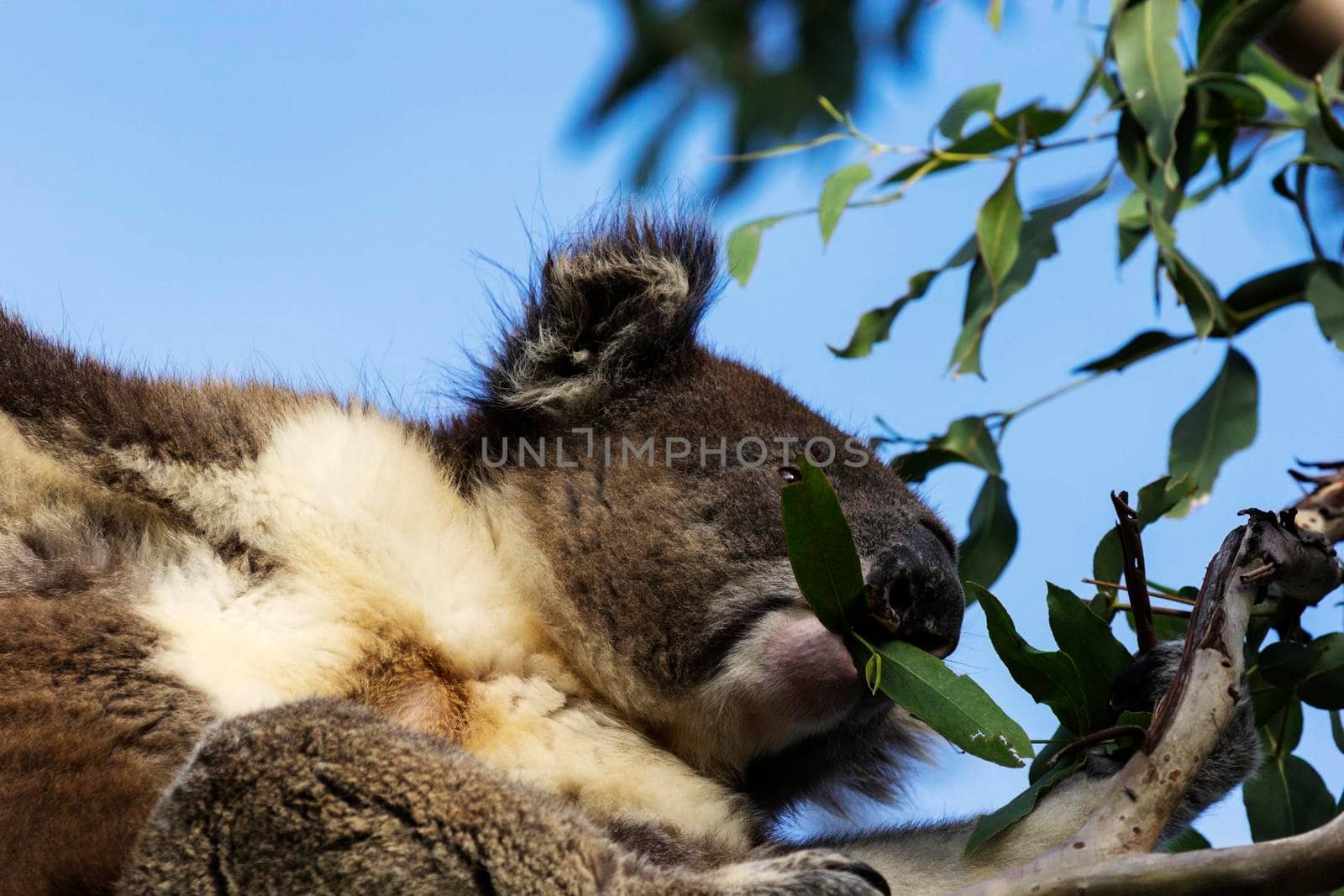 Koala eating the Eucalyptus tree. Victoria, Australia
