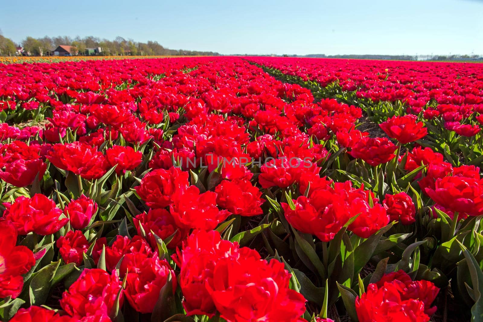 Tulip fields in spring in the countryside from the Netherlands by devy