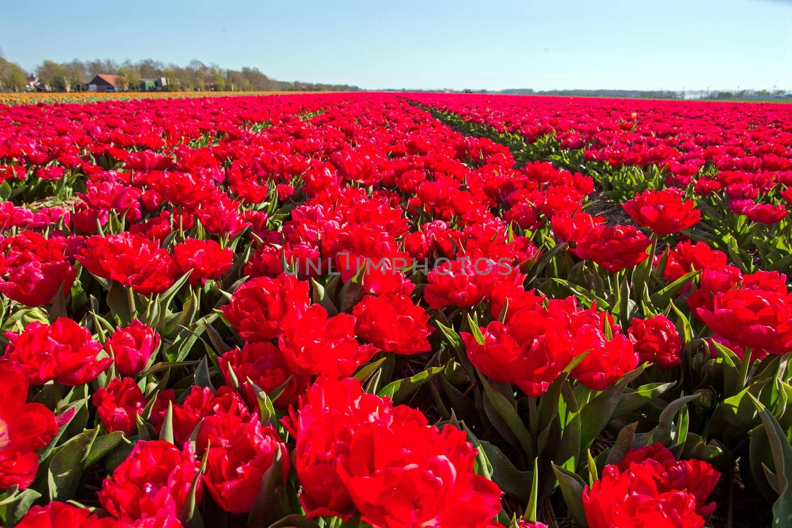 Tulip fields in spring in the countryside from the Netherlands