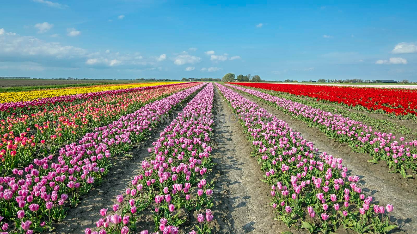 Blossoming tulips in the countryside from the Netherlands in spring