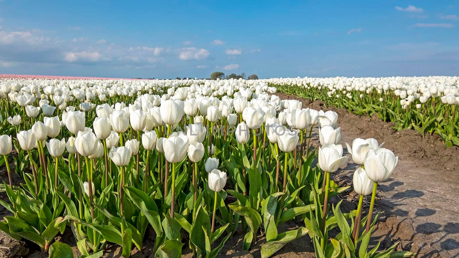 Blossoming white tulips in the countryside from the Netherlands in spring