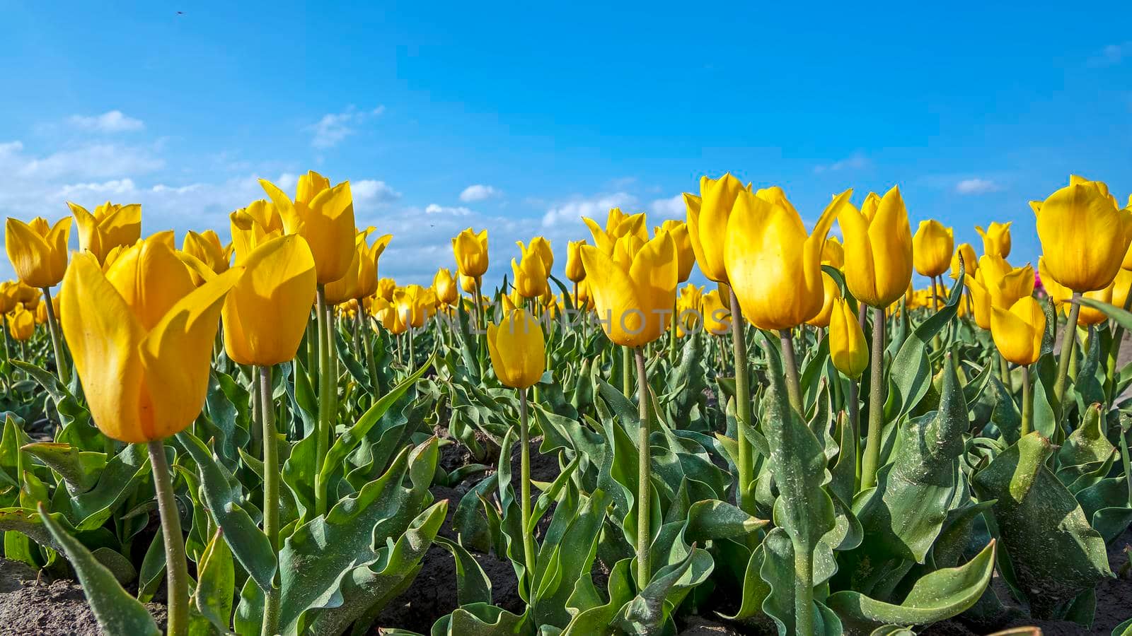 Blossoming yellow tulips in the countryside from the Netherlands by devy