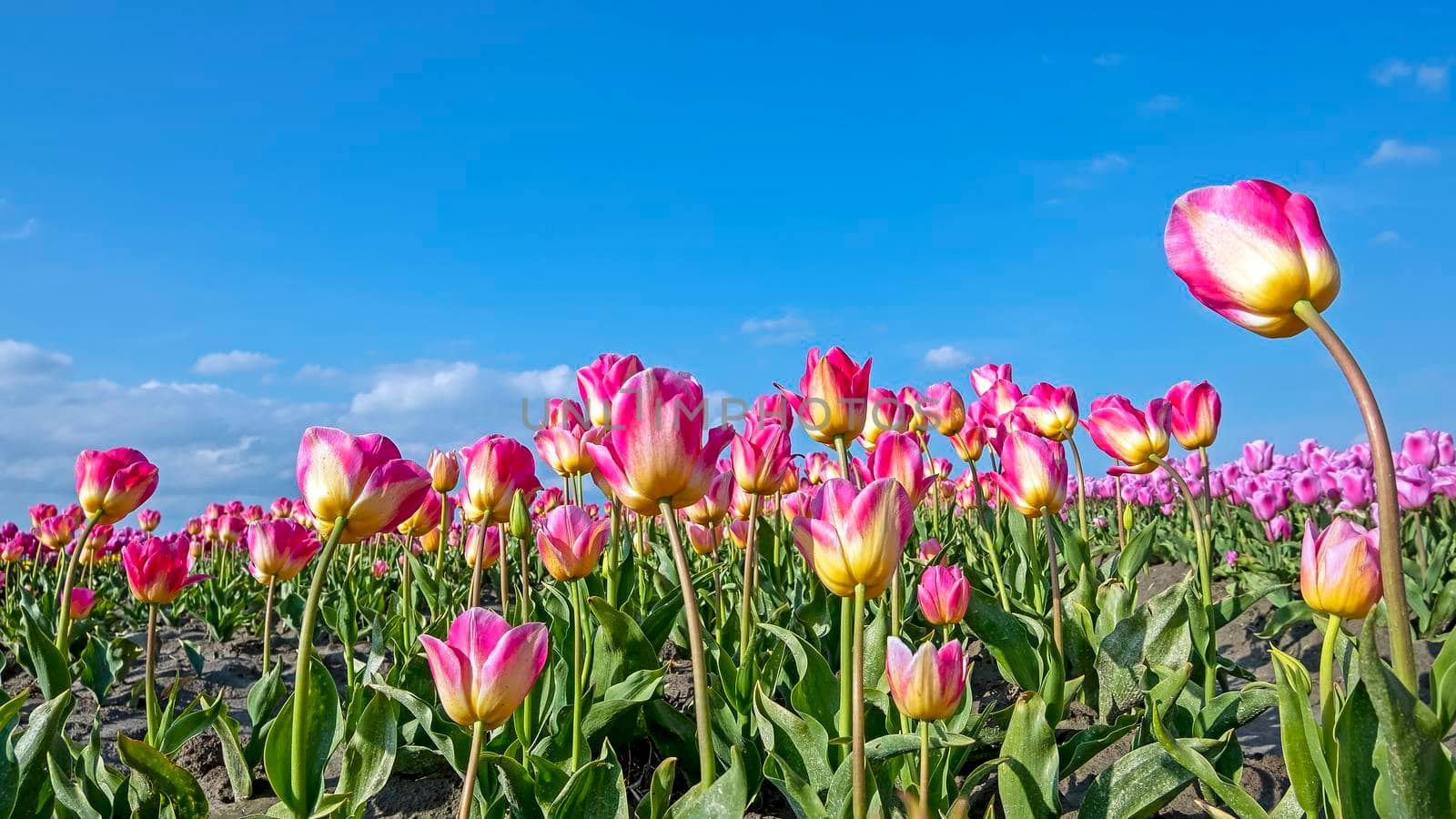 Blossoming purple tulips in the countryside from the Netherlands in spring