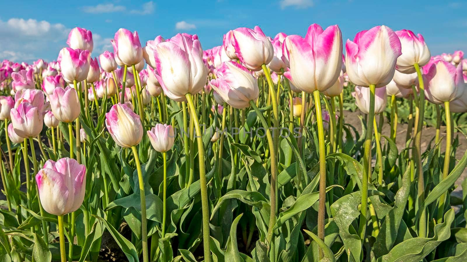 Blossoming pink tulips in the countryside from the Netherlands in spring