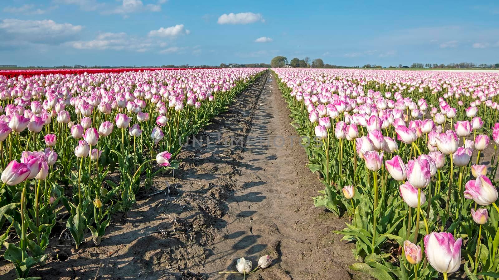 Blossoming pink tulips in the countryside from the Netherlands in spring