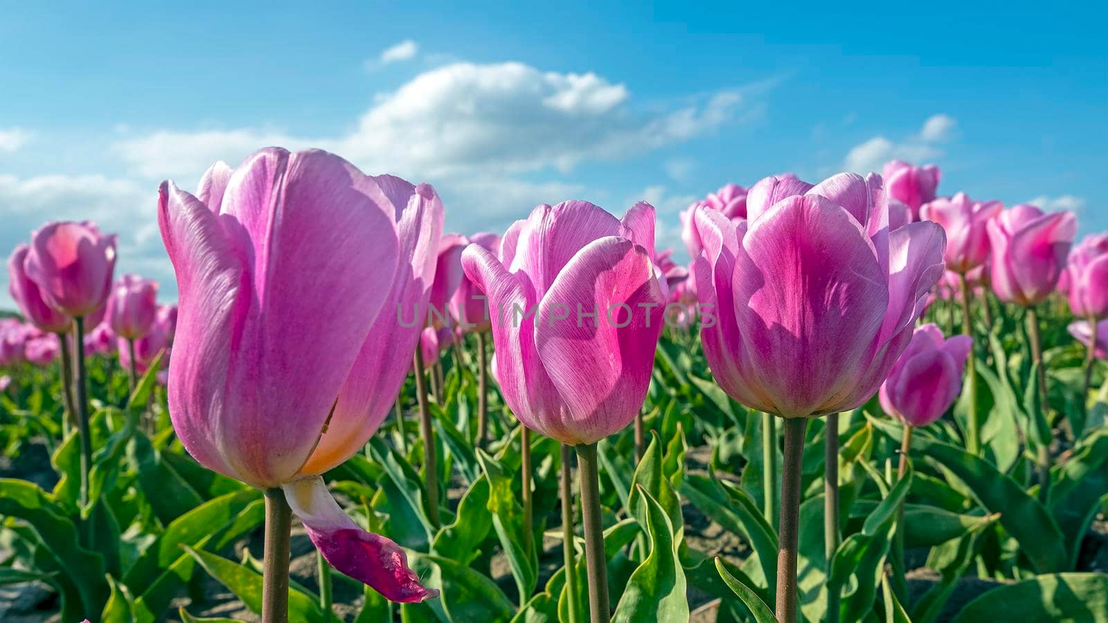 Blossoming purple tulips in the countryside from the Netherlands in spring