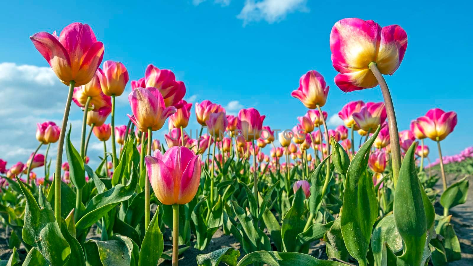 Blossoming purple tulips in the countryside from the Netherlands in spring