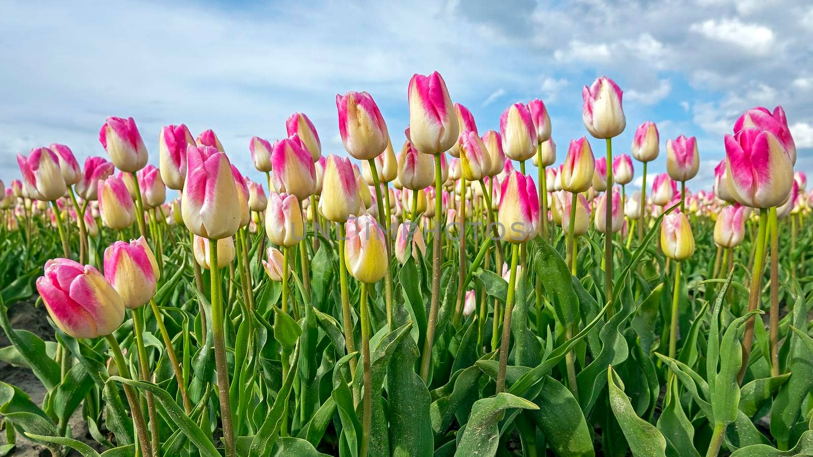 Blossoming tulip field in the countryside from the Netherlands in spring