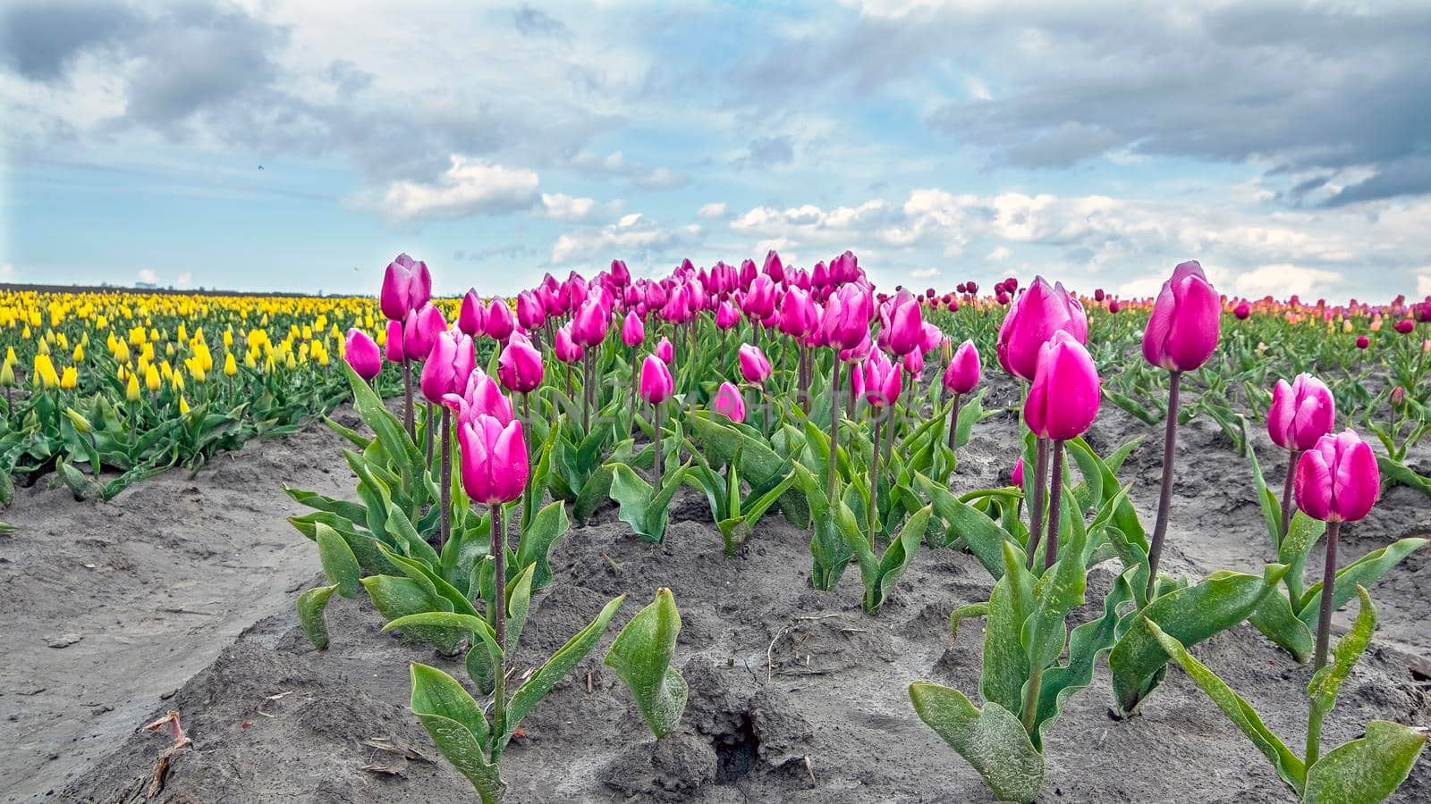 Blossoming tulip field in the countryside from the Netherlands in spring