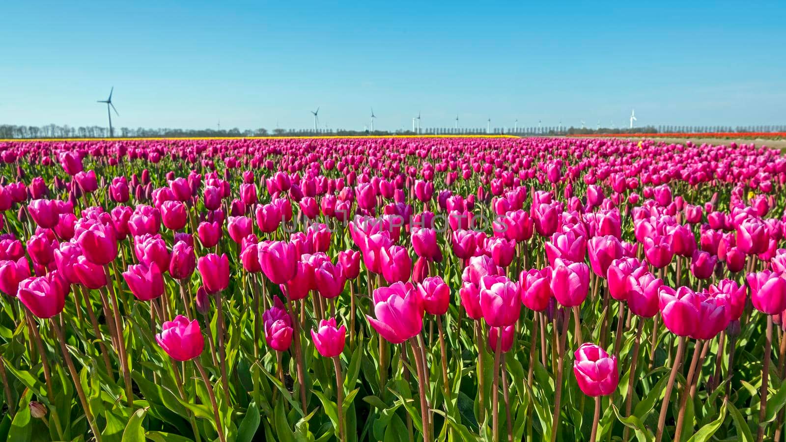 Blossoming tulip field in the countryside from the Netherlands