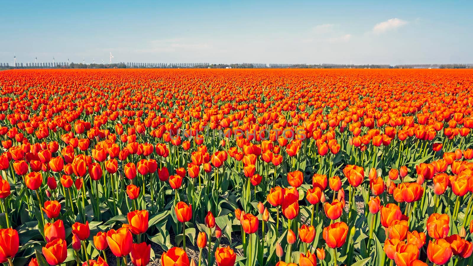 Blossoming tulip field in the countryside from the Netherlands