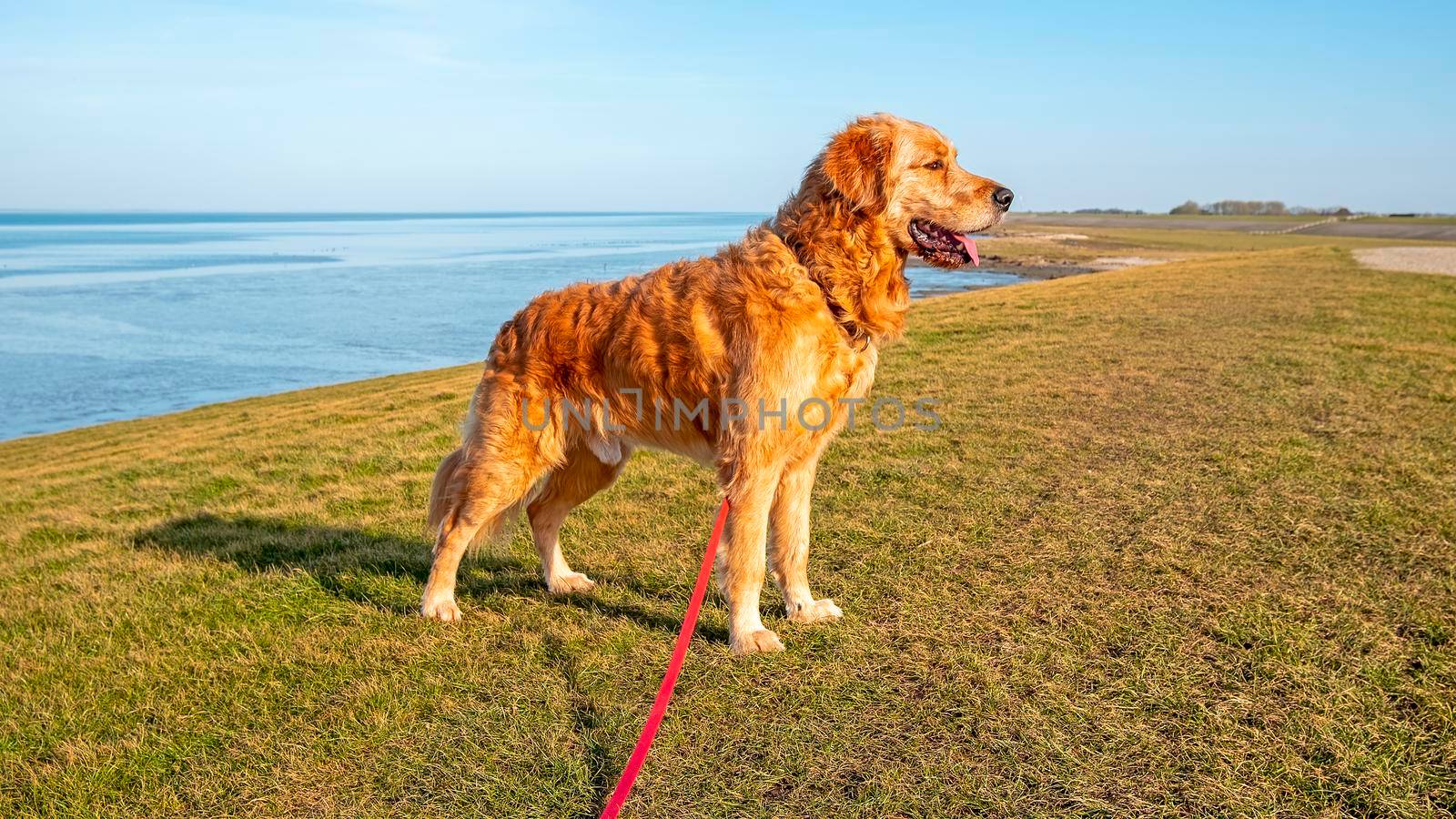 Labradoodle on the dyke in nature in the Netherlands