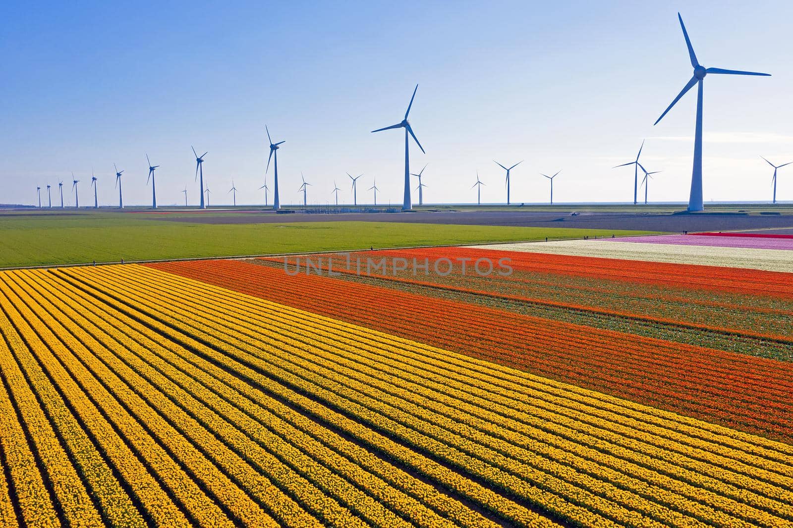 Wind turbines and tulip fields in the countryside from the Netherlands in spring