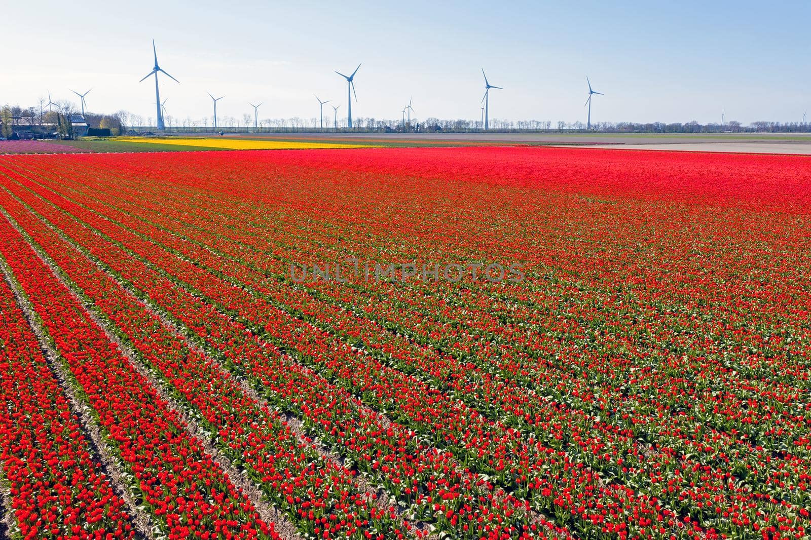 Wind turbines and tulip fields in the countryside from the Netherlands in spring