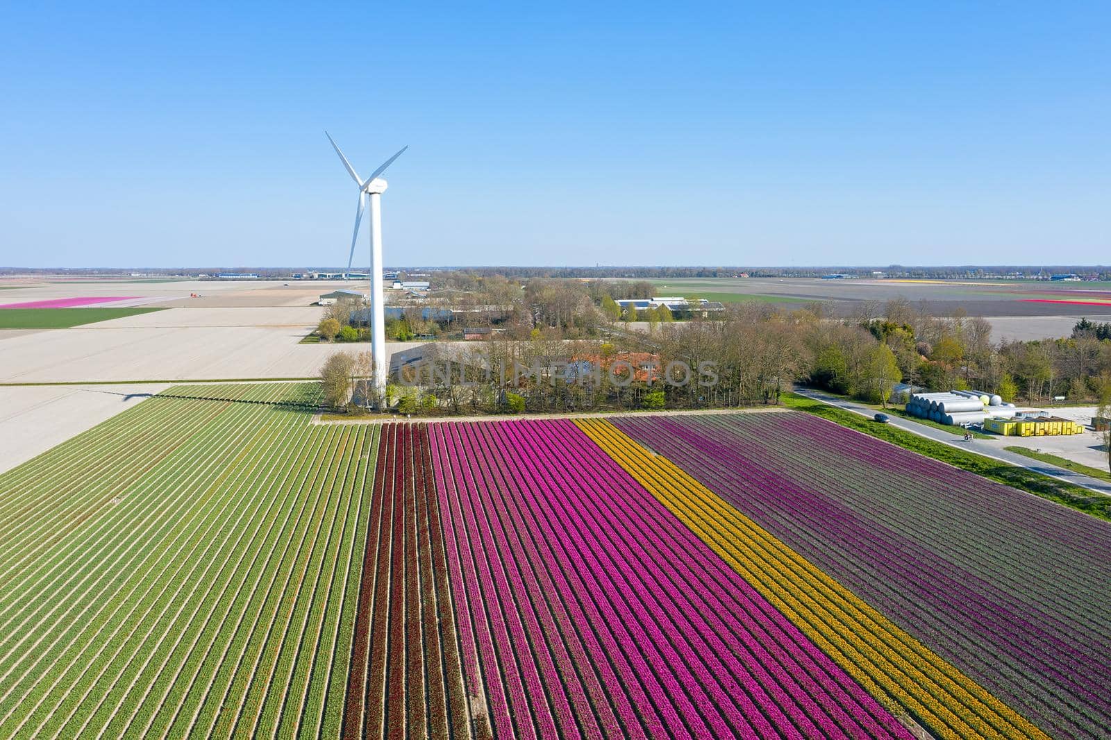 Aerial from blossoming tulip fields and a windmill in the Netherlands by devy