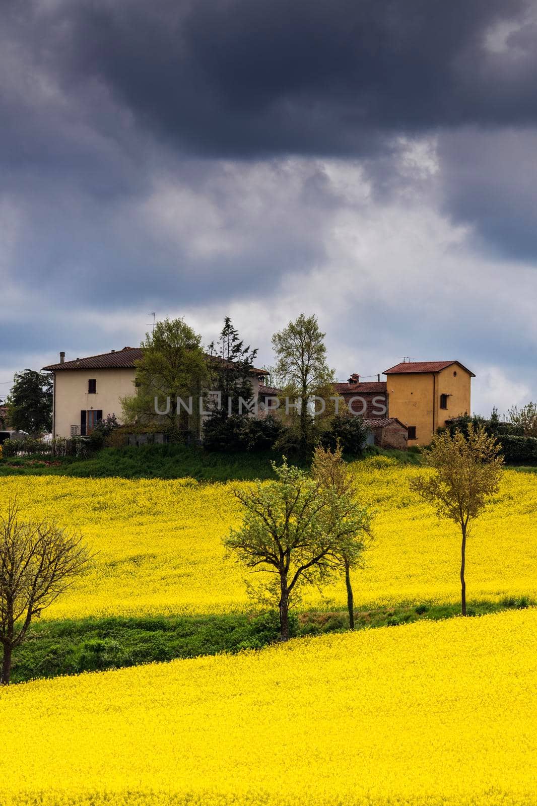Tuscany landscape during the spring. Tuscany, Italy