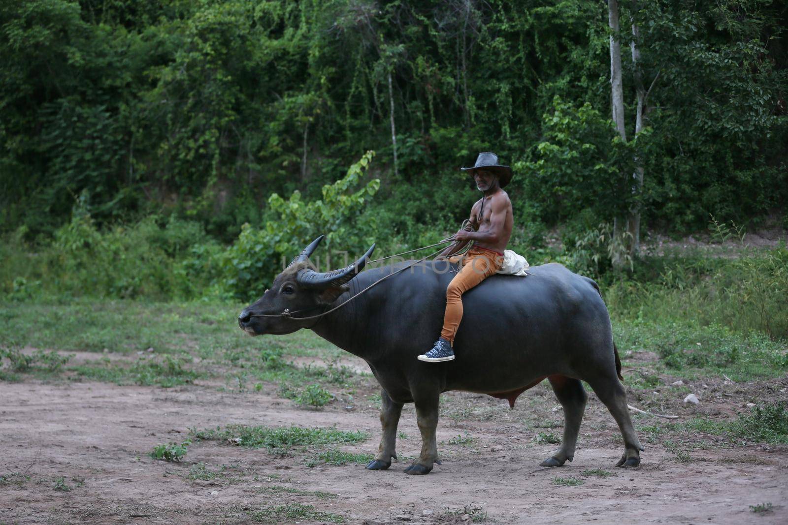 Farmer riding a buffalo on the field at countryside. this lifestyle Thai people in Countryside Thailand. by chuanchai