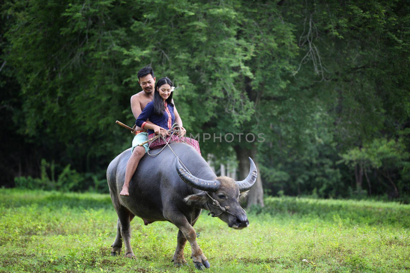 Couple farmer in farmer suit with buffalo, Thailand countryside by chuanchai