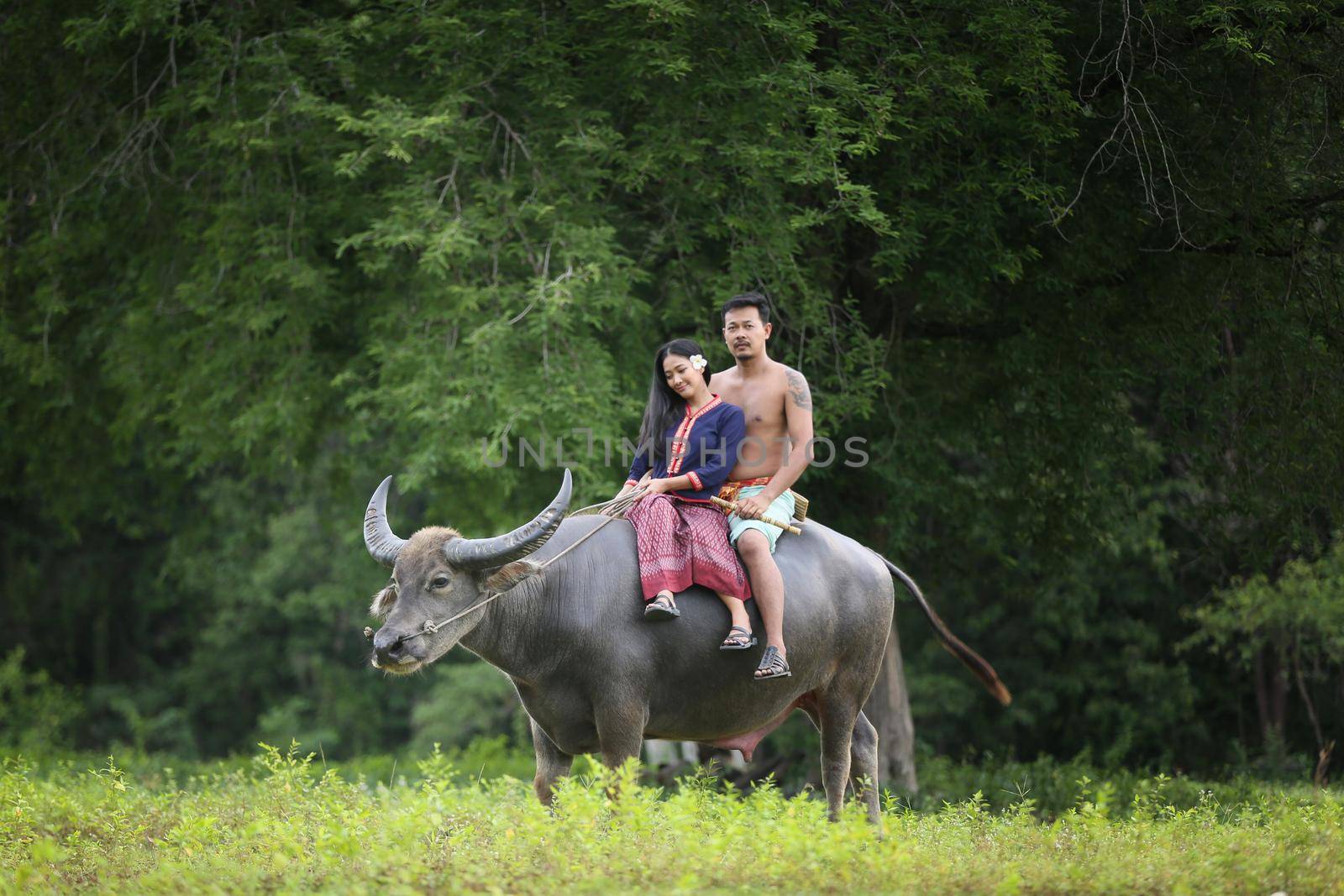 Couple Thai farmers family happiness time riding on buffalo on the field, Thailand