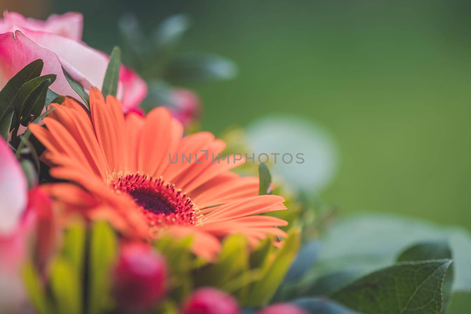 Valentine or Mother’s Day concept: Close up of orange gerbera flower in bouquet by Daxenbichler