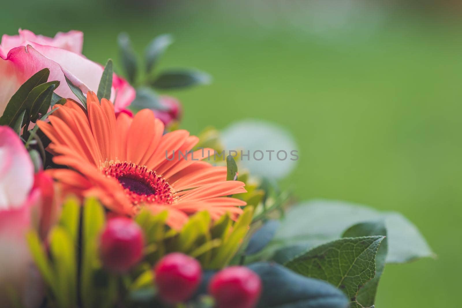 Close up of tender orange gerbera in a floral bouquet