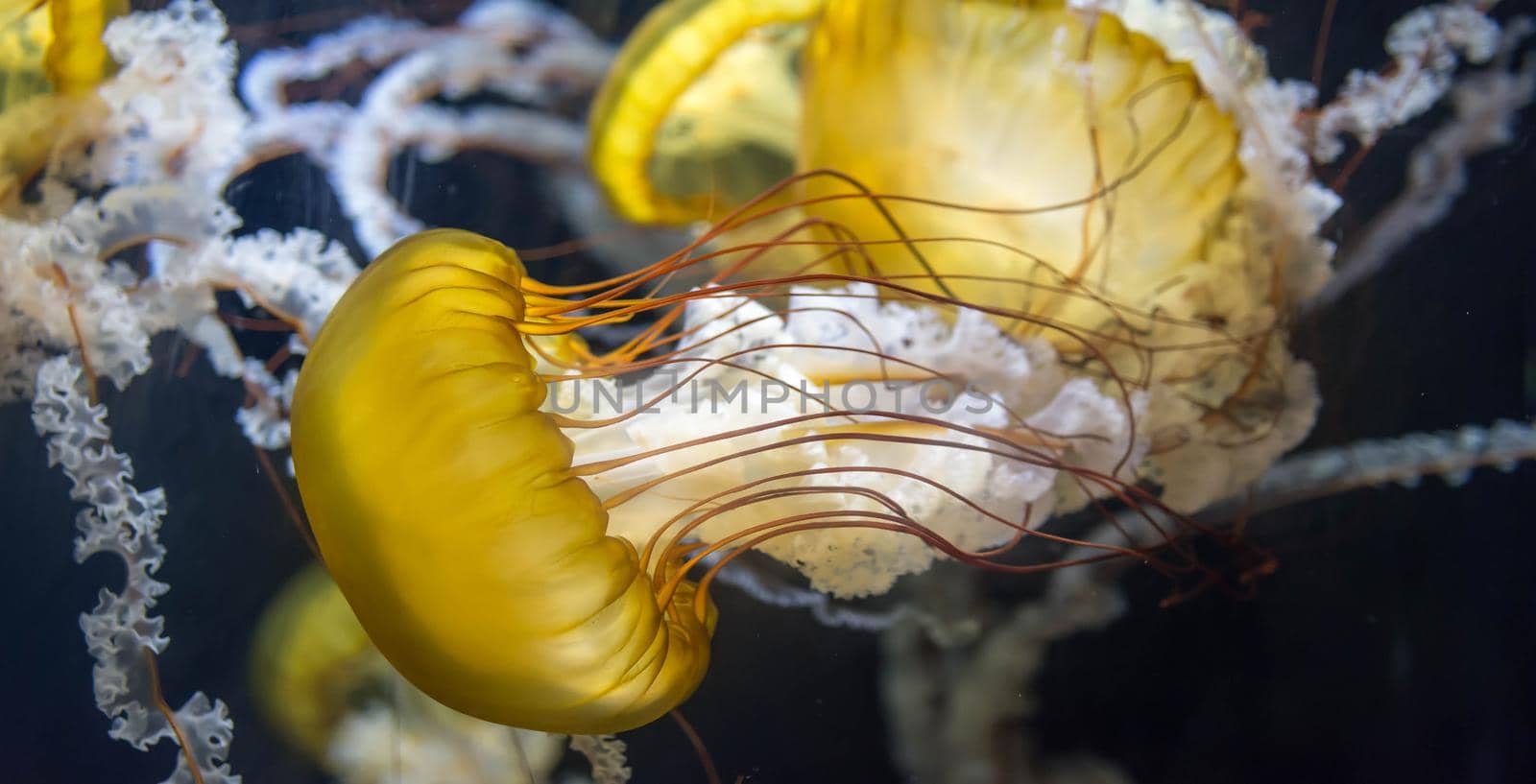 Background image of Chrysaora fuscescens macro close up shot. The Pacific sea nettle (Chrysaora fuscescens), or West Coast sea nettle, is a common free-floating scyphozoan that lives in the eastern Pacific Ocean by billroque