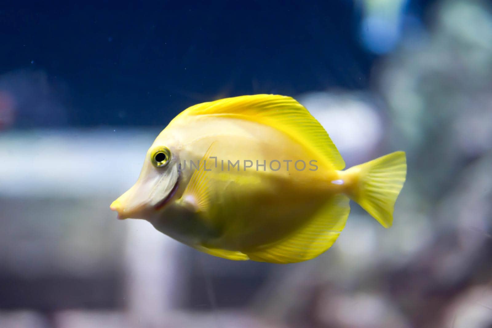 Blurry photo of a Yellow tang fish Zebrasoma flavescens in a clear sea aquarium
