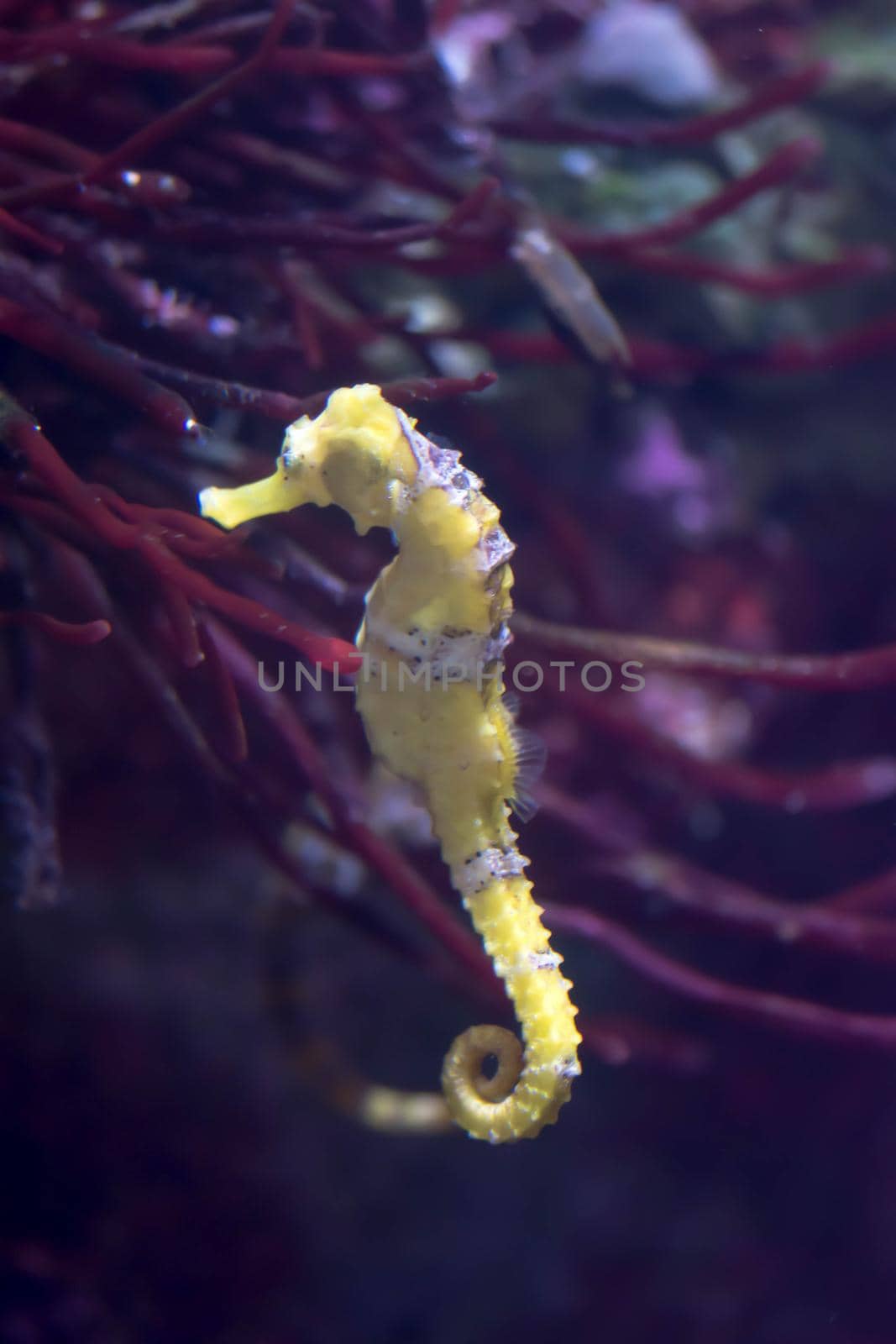 Blurry photo of a lined seahorse Hippocampus erectus in a clear sea aquarium