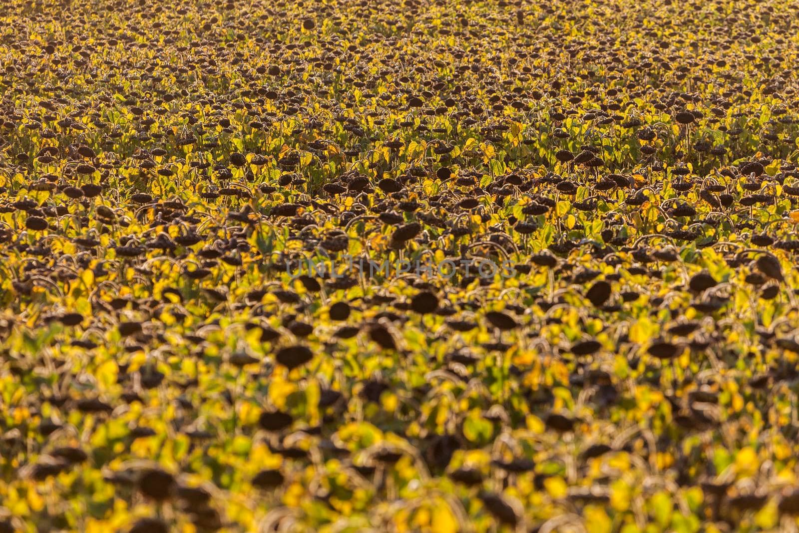 Sunflower field in Lausanne area. Lausanne, Vaud, Switzerland.