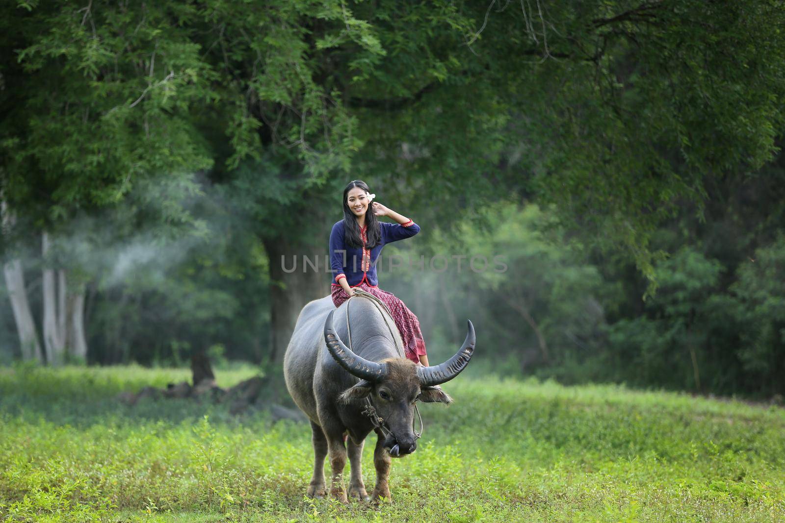 Asian woman Thai farmer sitting on a buffalo in the field by chuanchai