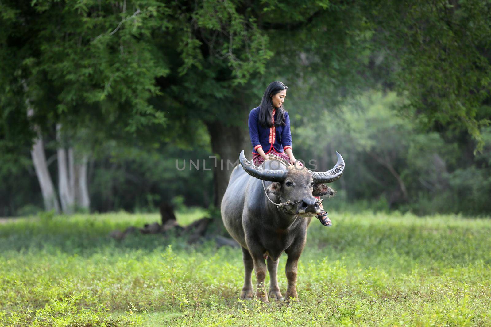 Asian woman Thai farmer sitting on a buffalo in the field by chuanchai