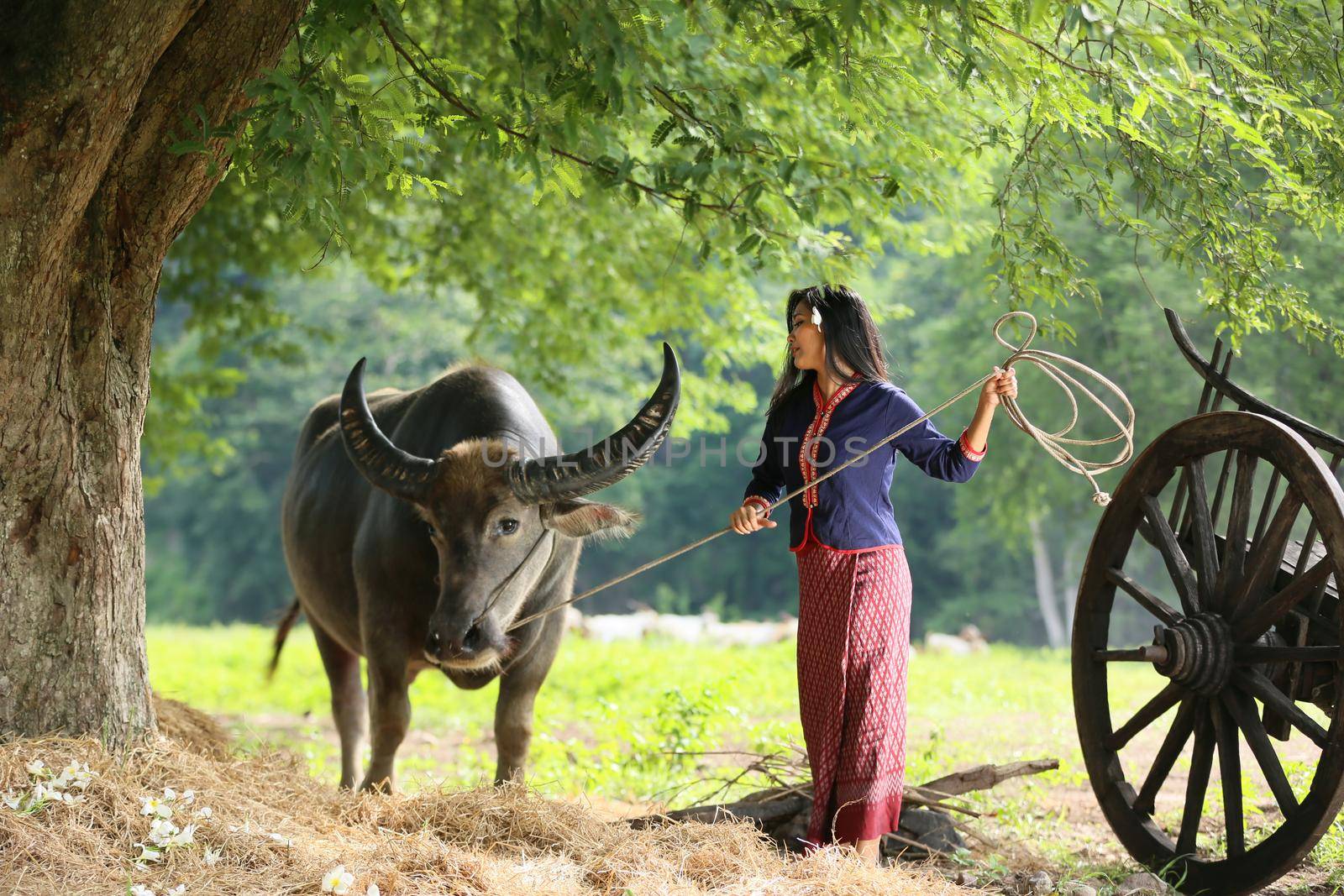 Beautiful Thai woman in traditional culture with buffalo by chuanchai