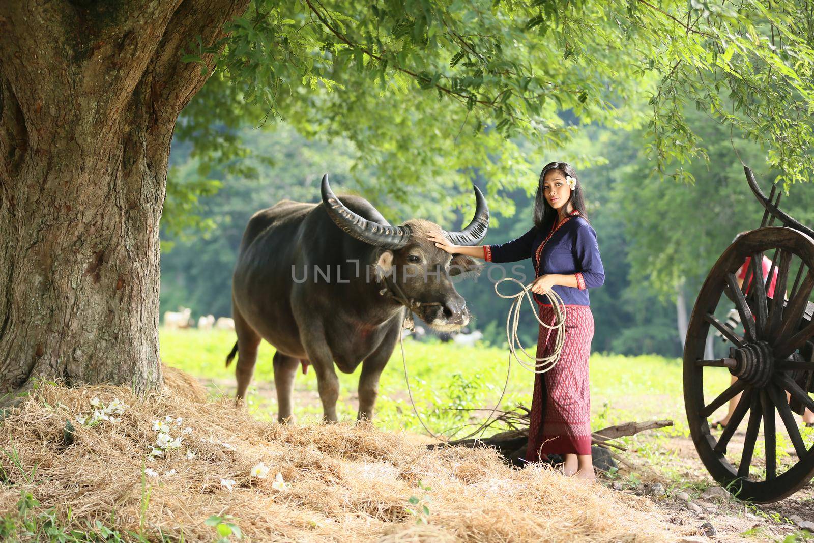 Asian girl in the countryside, walking back home with her Buffalo