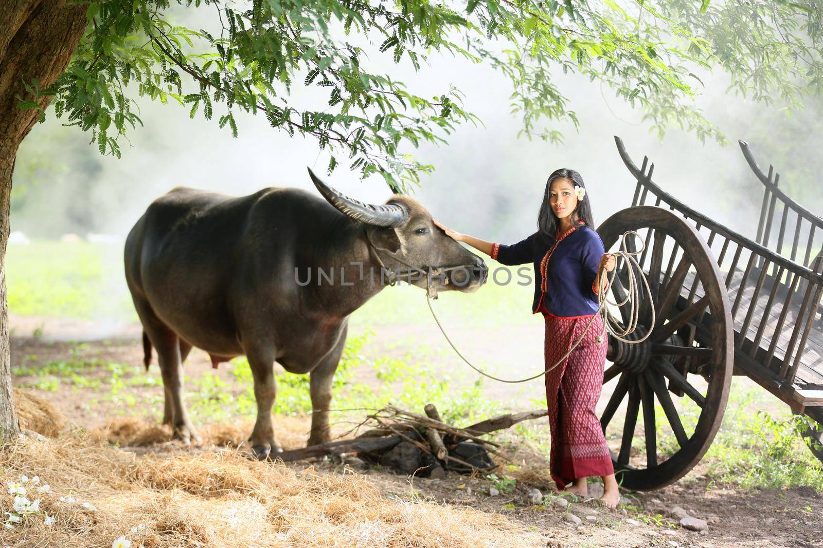 Beautiful Thai woman in traditional culture with buffalo by chuanchai