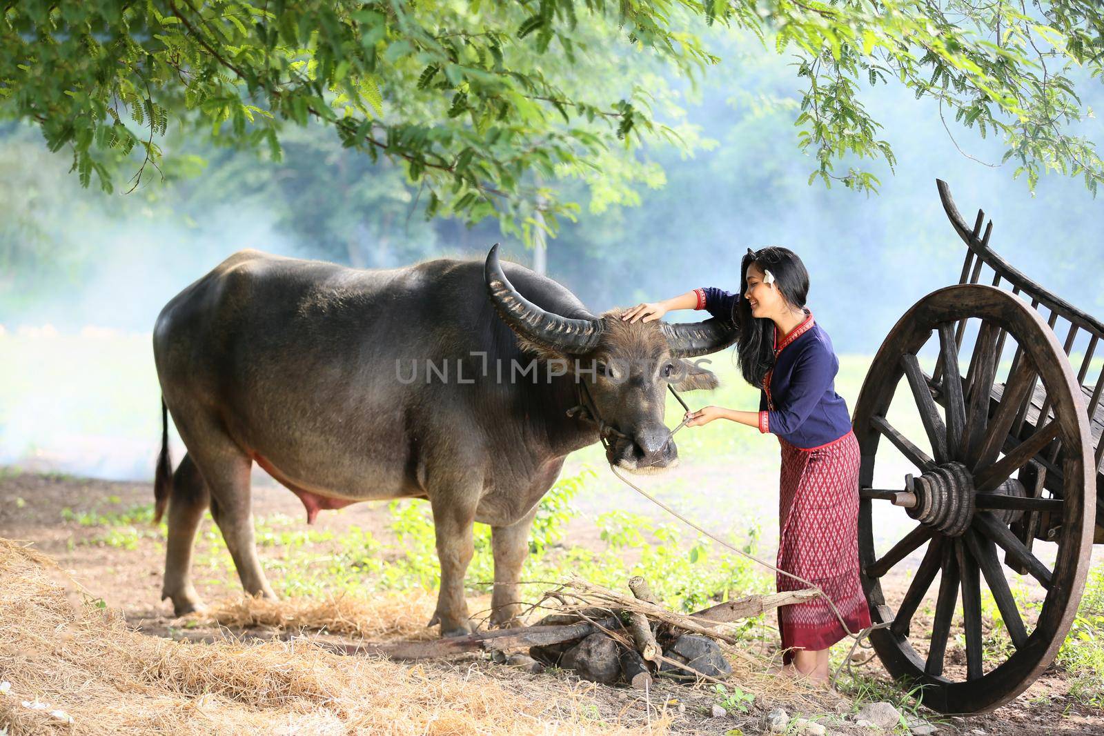 Asian girl in the countryside, walking back home with her Buffalo