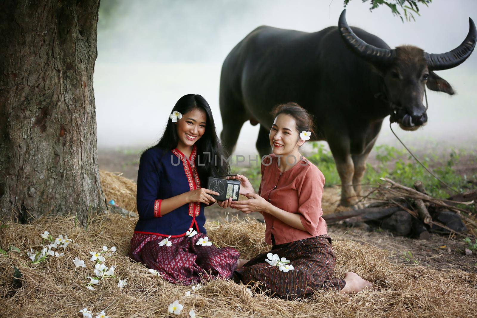 Two Asian woman wearing traditional thai Esan custom style culture sitting in field, while listening  vintage style radio against buffalo and farm background. by chuanchai