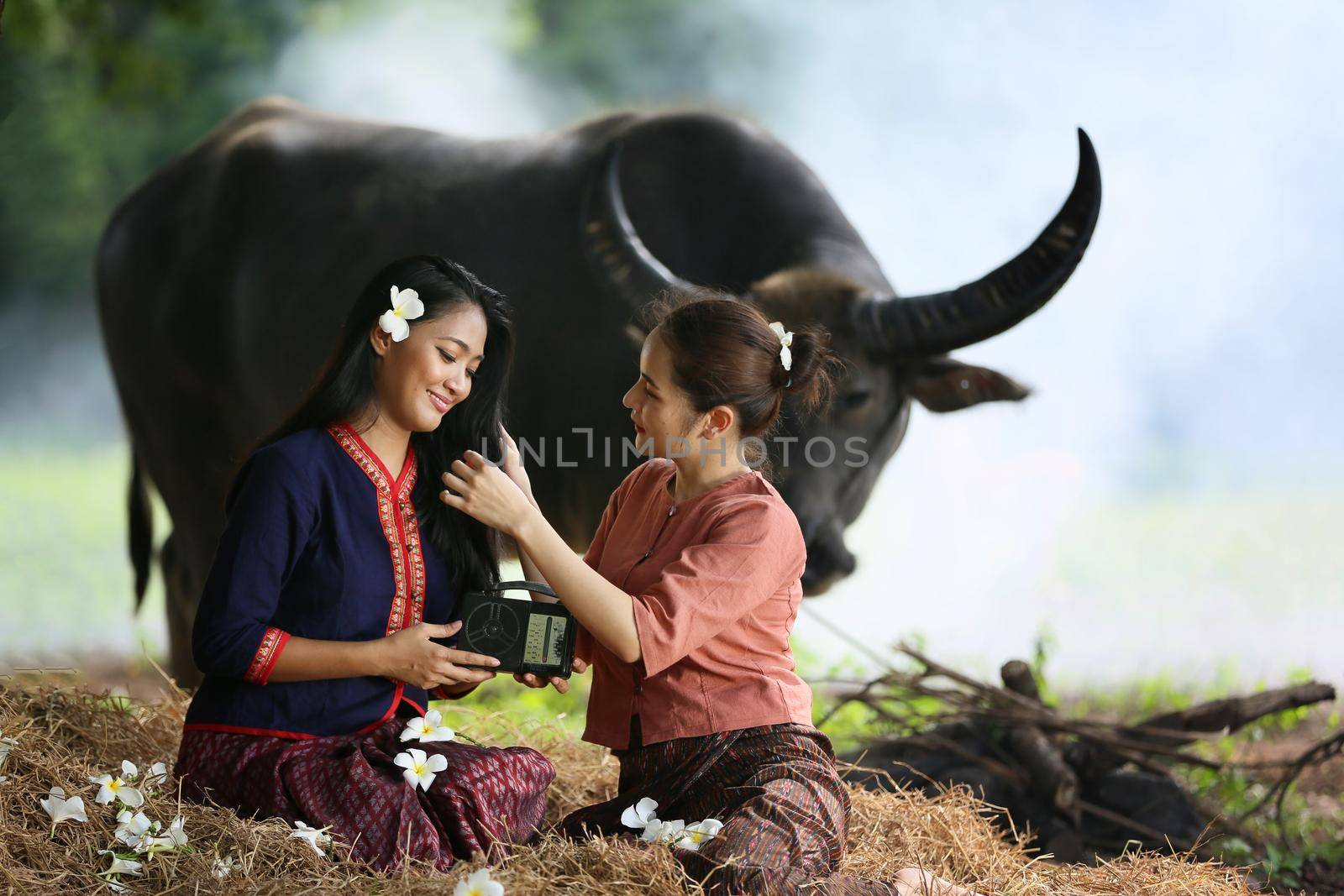 Two Asian woman wearing traditional thai Esan custom style culture sitting in field, while listening  vintage style radio against buffalo and farm background. by chuanchai